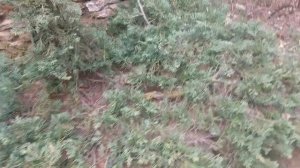 МОЖЖЕВЕЛЬНИК ГОРИЗОНТАЛЬНЫЙ- ВИЛТОНИ---Wiltonii