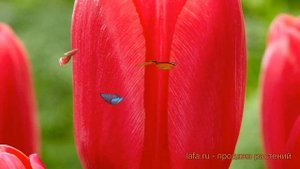 Тюльпан гибридный Черри Дилайт (cherry delight) 🌿 обзор: как