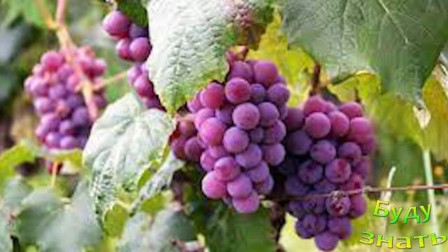 Виноград: источник молодости во фруктах, лекарство от смотреть онлайн