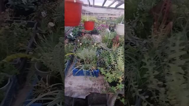 Оформляю палисадник в стиле " Беззаботный сад"! Злаки и смотреть онлайн