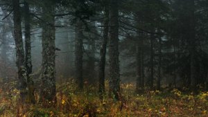 Мистика " ДЕРЖИТЕСЬ ПОДАЛЬШЕ ОТ ТАЙГИ. " Сборник Таёжных Историй