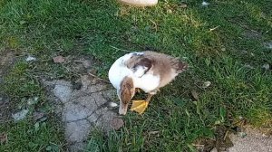 Дом у озера. Про утят. 08.09.2025.