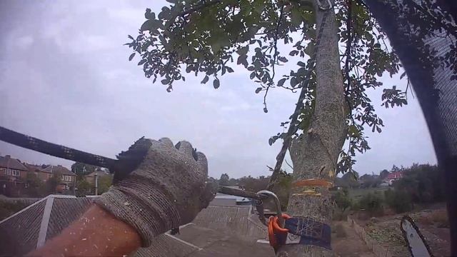 Удаление старого дерева | Спил деревьев в Краснодарск?