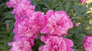 Цветение пионов 2025 г. Какая красота!!!