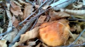 В новый лес по грибы. Сочи Лазаревский р-н.