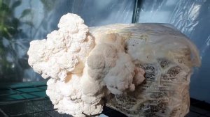 8 день плодоношения ежовика гребенчатого | Гриб любит ?