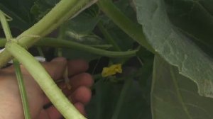 Завязи дыни желтеют и опадают!