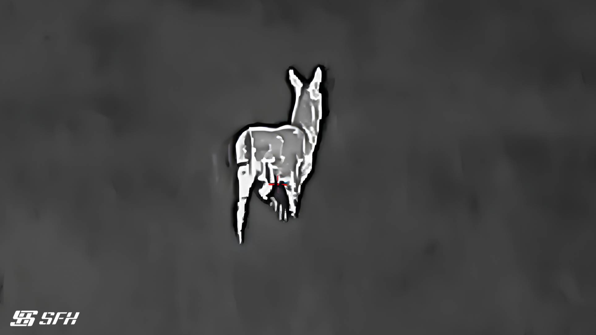 Косуля пряталась в густой траве. Тепловизионный прицел SFH VARG L25 #охота #тепловизор