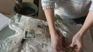 Посылка с саженцами роз из питомника Звягинцевых