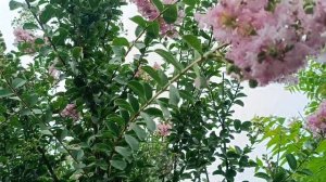 ЮЖНЫЙ САД!ЦВЕТЕНИЕ ЛАГЕРСТРЕМИИ РАЗНЫХ ЦВЕТОВ!🌺🌸🌺?