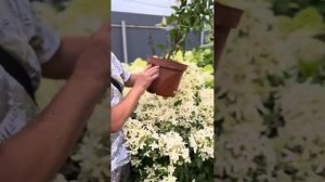 гортензия Стар Роуз. Эксклюзив 2022Автор этого сорта Жа?