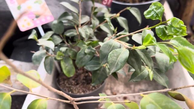 Камелии🌺 из Франции🇫🇷, а также, как и где размещаю с смотреть онлайн