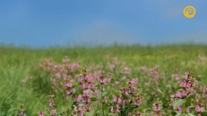 Жизнь пчелы / A Bee's Diary .  документальный фильм , Германия