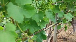 Последствия ливня с градом на винограднике. 25.06.25