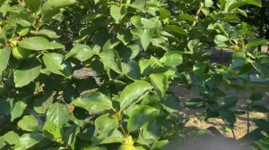 Опыление хурмы , что правда а что ложь?