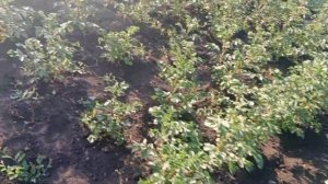 Жизнь в деревне.Галюня в деревне.Мой деревенский огор?