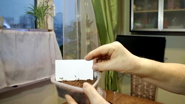 450_РОза из семян. Так нужна стратификация или нет?