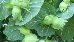 Фундук Шедевр. Украинская селекция. Описание сорта