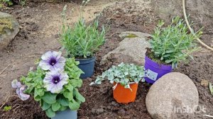 Петуния Амазонас Плам Кокату (Amazonas Plum Cockatoo),дихондра с?