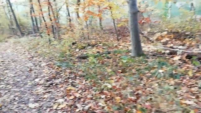 Груздь в лиственном лесу? смотреть онлайн