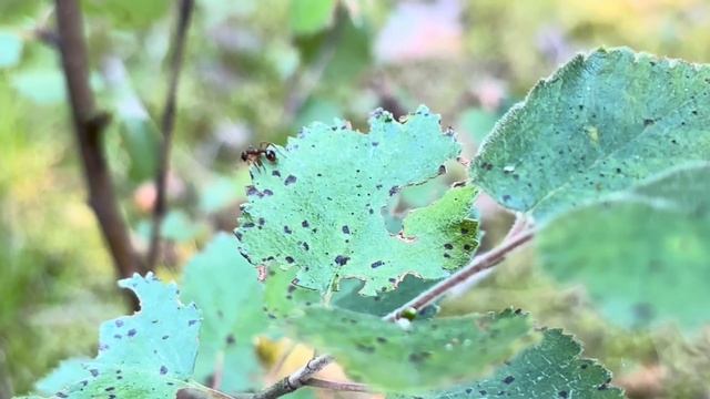Хвойный лес. Маленькое чудо природы смотреть онлайн