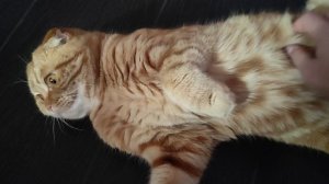 Вам пушистые приветы от любимуш😸