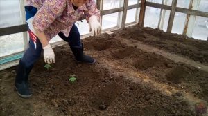 ПОСАДКА ТОМАТОВ И ОГУРЦОВ В ТЕПЛИЦУ, ВЕСНА 2019