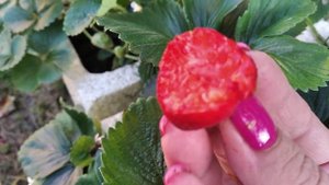 17.08.25 Огляд сортів 🍓🍓🍓 Капрі, Гурмандін, Мара Де Буа,