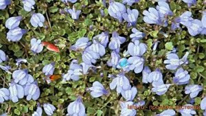 Мазус ползучий Блу (mazus-polzuchiy-blu) 🌿 ползучий мазус Блу о
