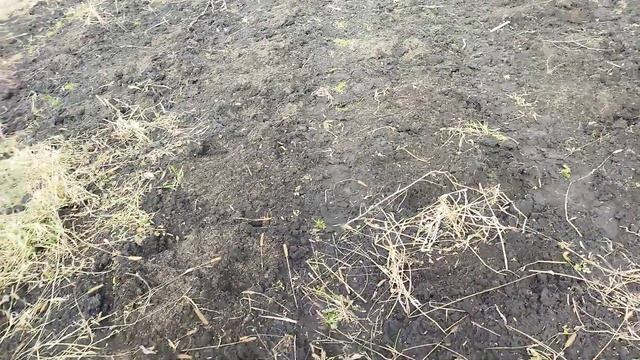 Уборка корней на табачной делянке. 21.03.2025 г. смотреть онлайн