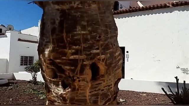 Пальма расцвела в полнолуние....драконовая кровь..драк? смотреть онлайн