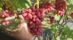 Виноград Богема