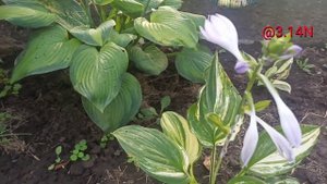 ☘️хоста Sea Sunrise#petrnovar #запорожье #hostas #хосты #репортаж