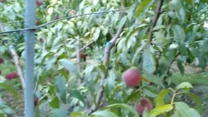 Останні сорти мого персикового конвеєра - МЕССИНА ,ЛАУ