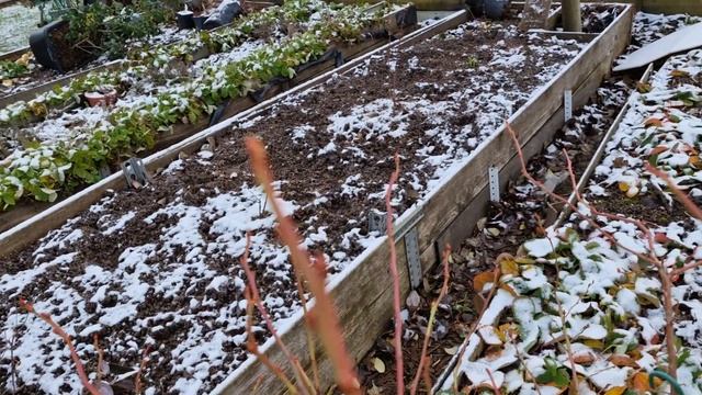 Укладываю контейнеры с голубикой на бок 2часть. смотреть онлайн