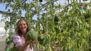 КАК ВЫРАСТИТЬ АРБУЗЫ В ПОДМОСКОВЬЕ БЕЗ ПРИВИВКИ НА ЛА?