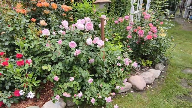 Розы и компаньоны. Супер цветение смотреть онлайн