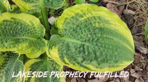 Она великолепная хоста Lakeside Prophecy Fulfilled....#hosta #хоста #ко?