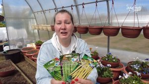 ПОСЕВ ФАСОЛИ СЕМЕНАМИ - ЛУЧШЕ ПРОРАСТИТЬ. КАК ПОСАДИТЬ