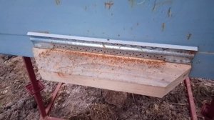 Пчелы зимой хотят вылететь из улья - в чем причина