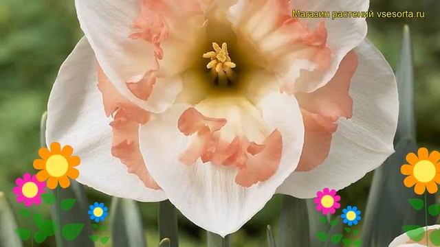 Нарцисс сплит корона Пинк Вандер. Краткий обзор, описа смотреть онлайн