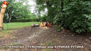 Куры несушки свободного выгула и их обычная куриная рутина – эпизод (686)