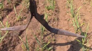 Приспособление для прополки чеснока к мотоблоку