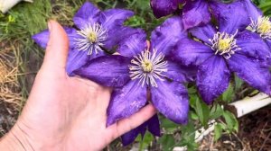 Даниэль Деронда Клематис, июль 2025