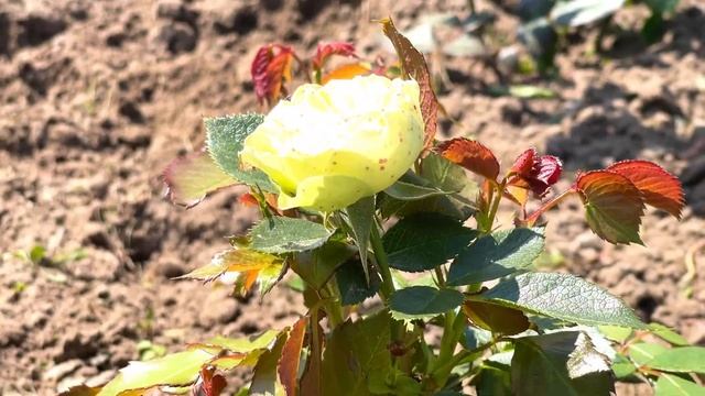 Первая прополка роз смотреть онлайн