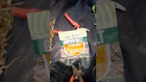 🪲Как быстро избавится от хруща на голубике? Есть мето