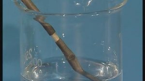 Стебель. Передвижение органических веществ по лубу