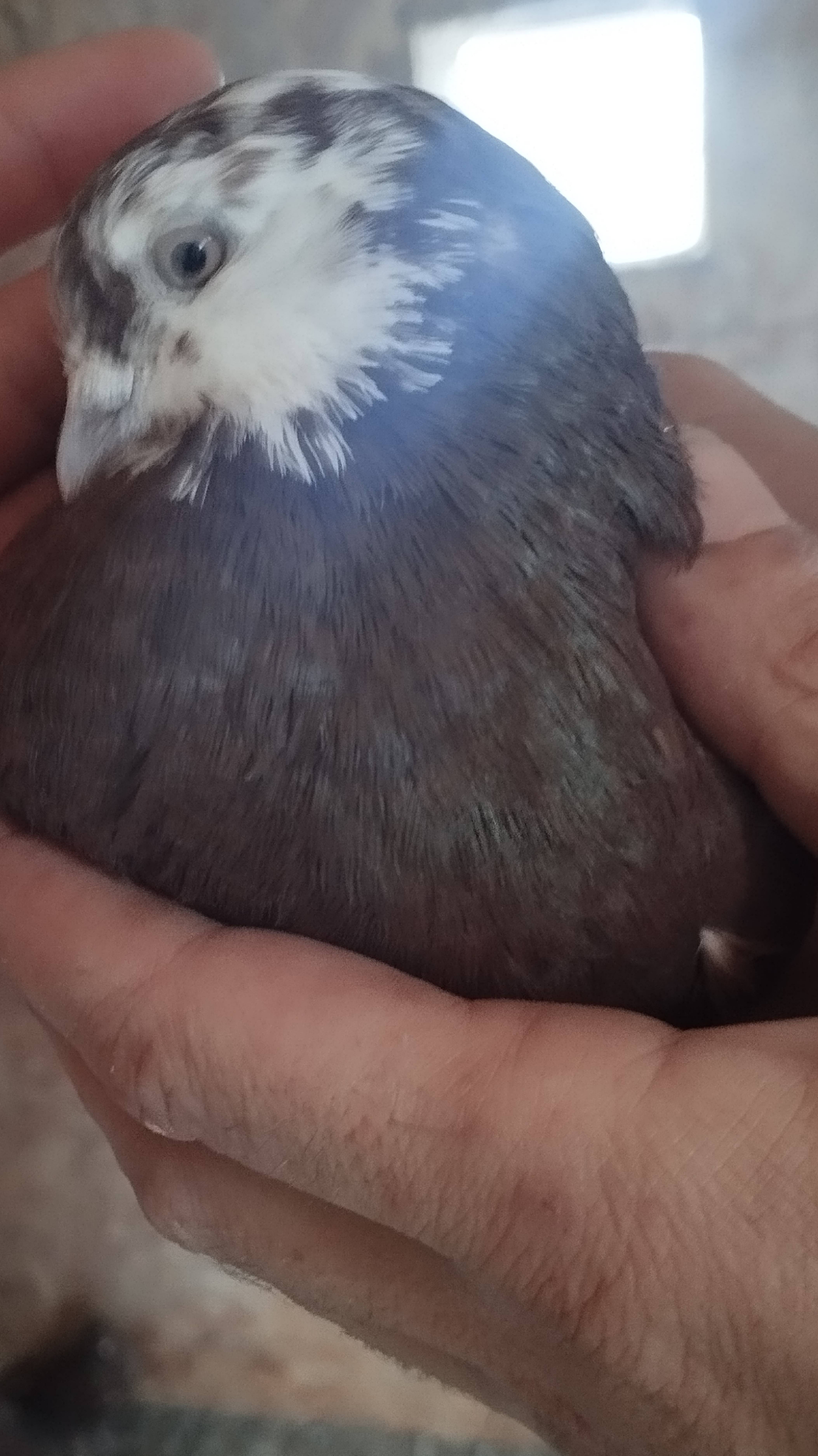 г Мариупольские  голуби смотреть онлайн