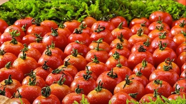 Выращивание помидоров в теплице зимой как бизнес идея