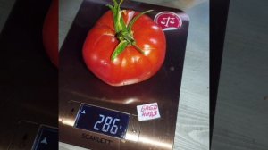 Обзор томатов Баба Надя и Аксанта .